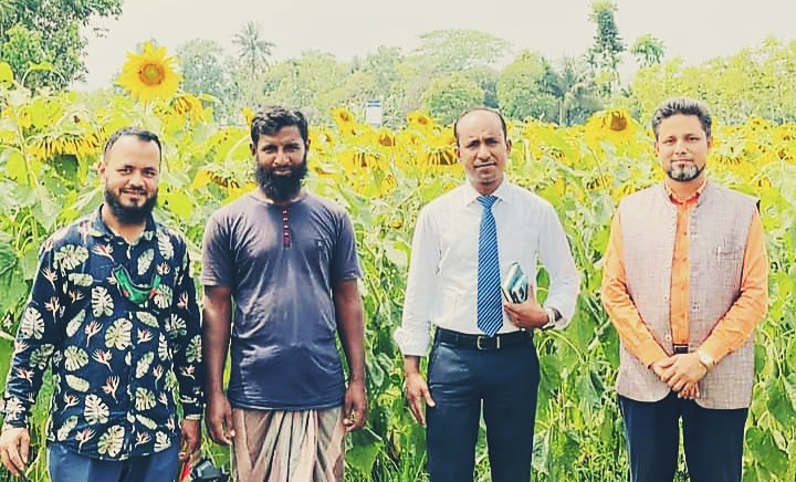 সূর্যমুখীর হাসিতে নজর  কেড়েছে ফুল প্রেমীদের