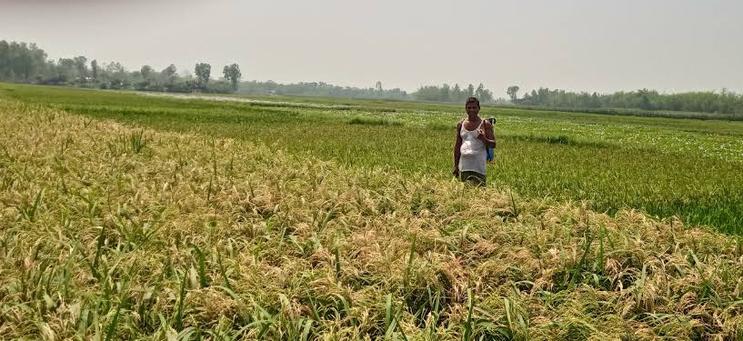 ফসলের মাঠে ব্লাস্ট রোগের আতঙ্কে, ফসল নষ্টের শঙ্কায় নেত্রকোনার কৃষকরা