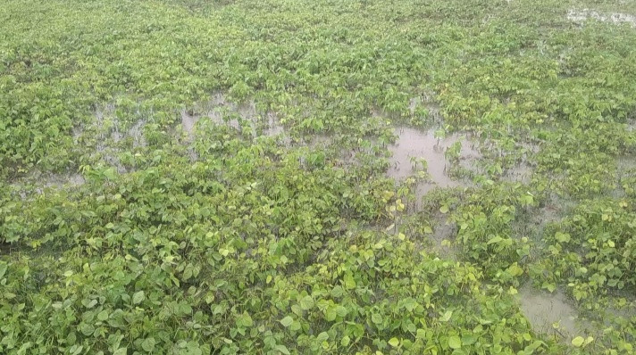 রাঙ্গাবালী'তে টানা বৃষ্টিতে ফসলের ব্যপক ক্ষতির আশঙ্কা