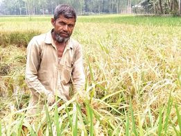 ব্রি ধান২৮ এ ব্লাষ্টরোগ কৃষকের মাথায় হাত