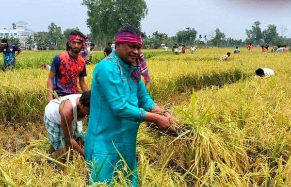 গোবিন্দগঞ্জে অসহায় বিধবার ধান কাটা-মাড়াই করে দিলেন উপজেলা আওয়ামীলীগ নেতাকর্মীরা