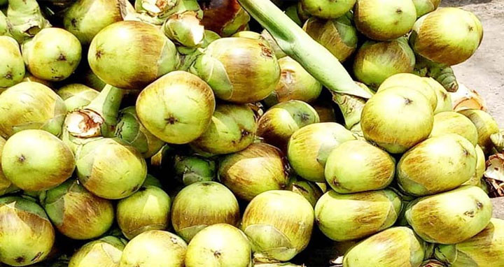 পলাশবাড়ীতে তালের শাঁসের চাহিদা বৃদ্ধি পেয়েছে