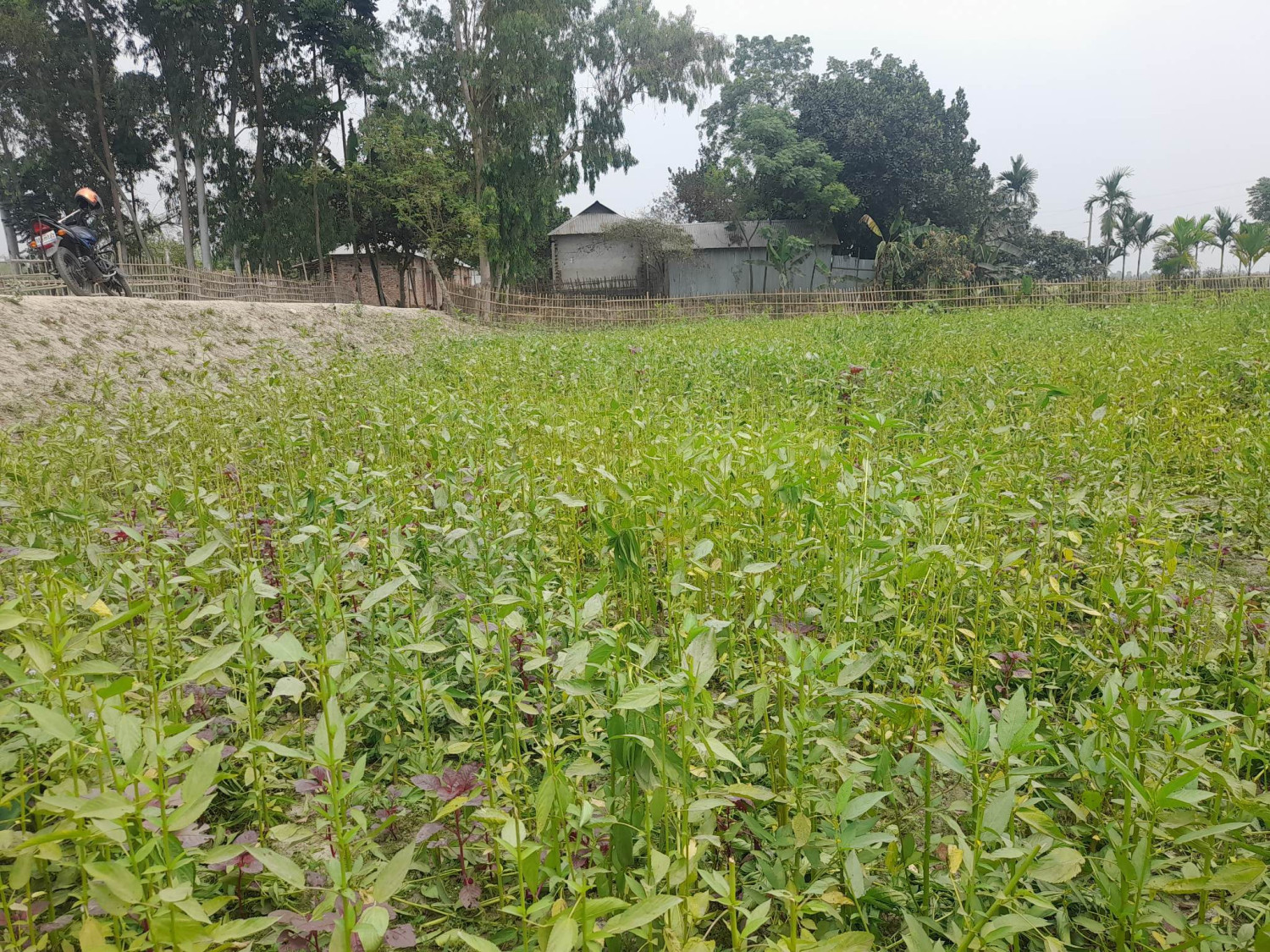 পলাশবাড়ীতে শত্রুুতা করে পাট ক্ষেত বিনষ্ট