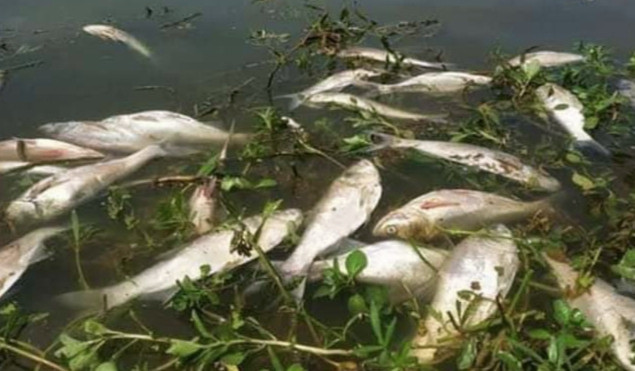 নাটোরে মাছ চাষের পুকুরে বিষ দিয়ে ১০ লক্ষ টাকার মাছ নিধন করেছে দূর্বৃত্তরা