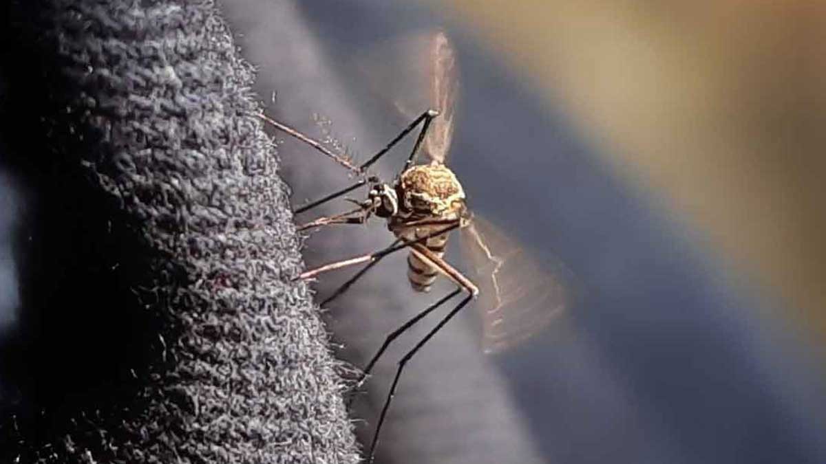 আরও ৩৮ ডেঙ্গু রোগী হাসপাতালে